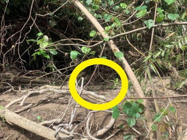 El cocodrilo estaba en el centro de la imagen.