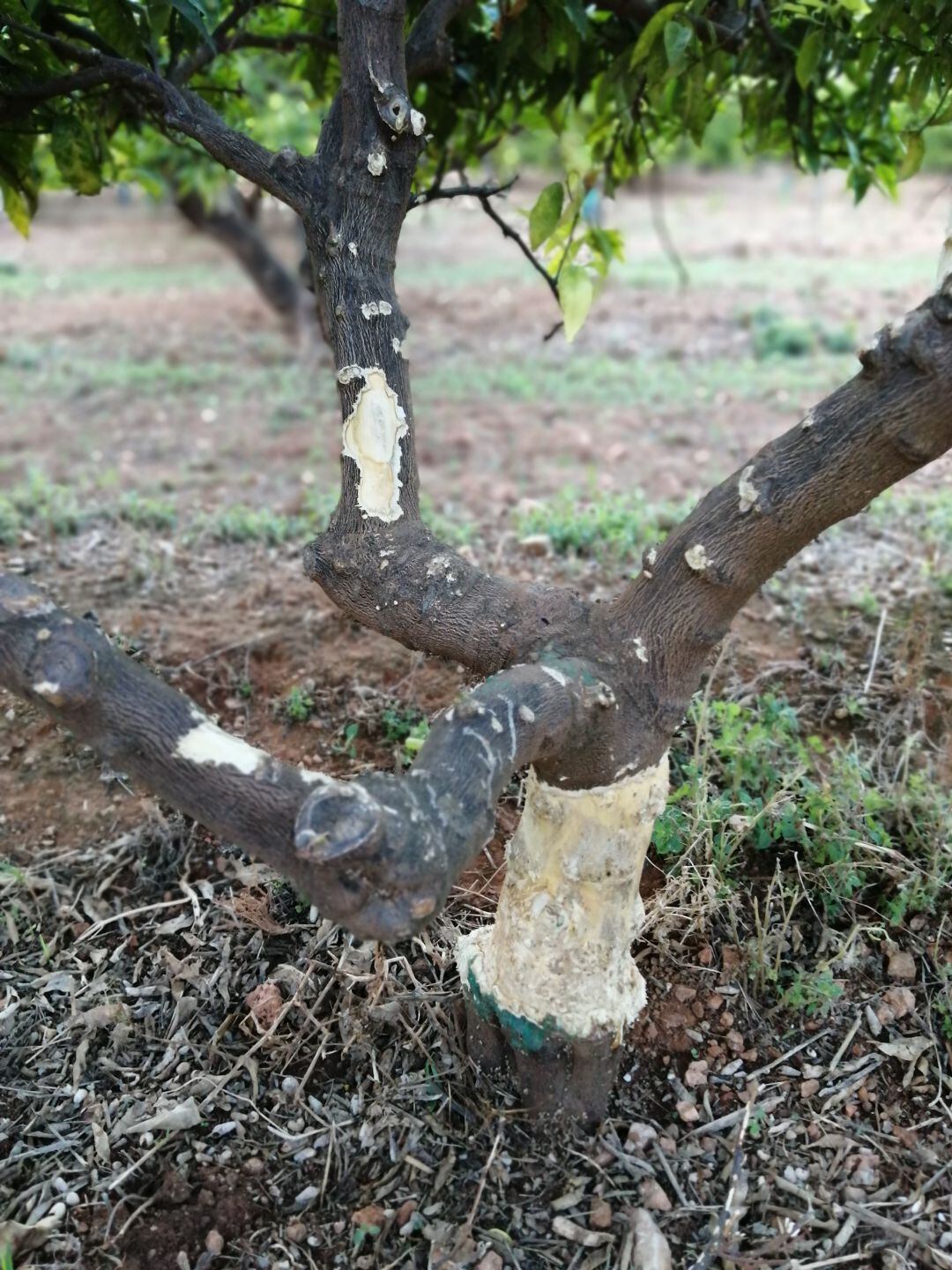Una plaga de conejos destroza campos de cítricos en la comarca de la Plana Alta
