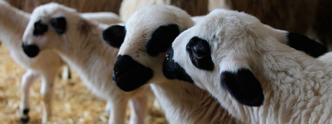 Suspendida la feria de ganado Anche