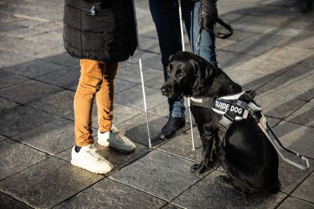 Un perro guía