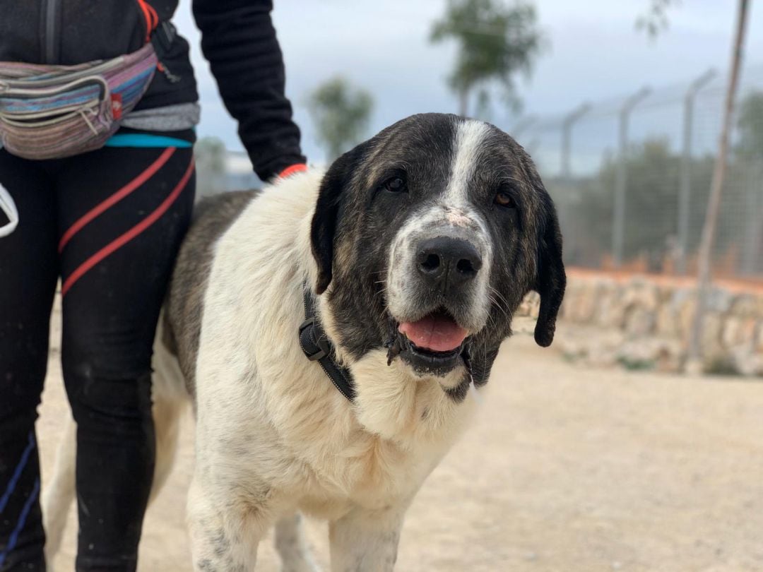 Max es uno de los perros a los que la Protectora Perros Abandona2 busca familia