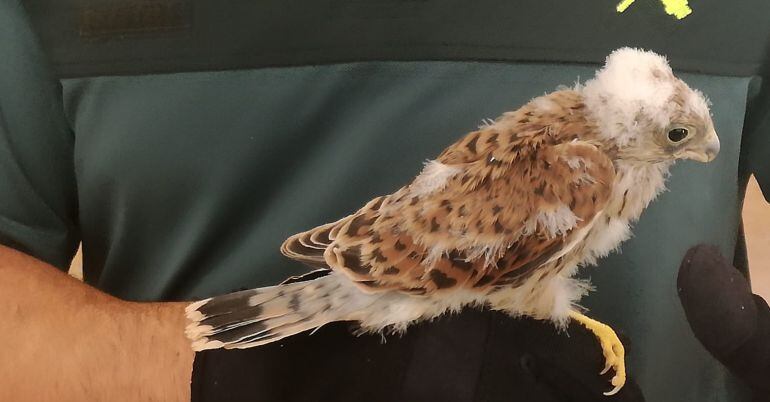 Imagen del cernícalo