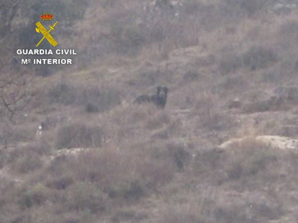 El Seprona cree que la pantera negra de la Sierra Norte es un perro de grandes dimensiones