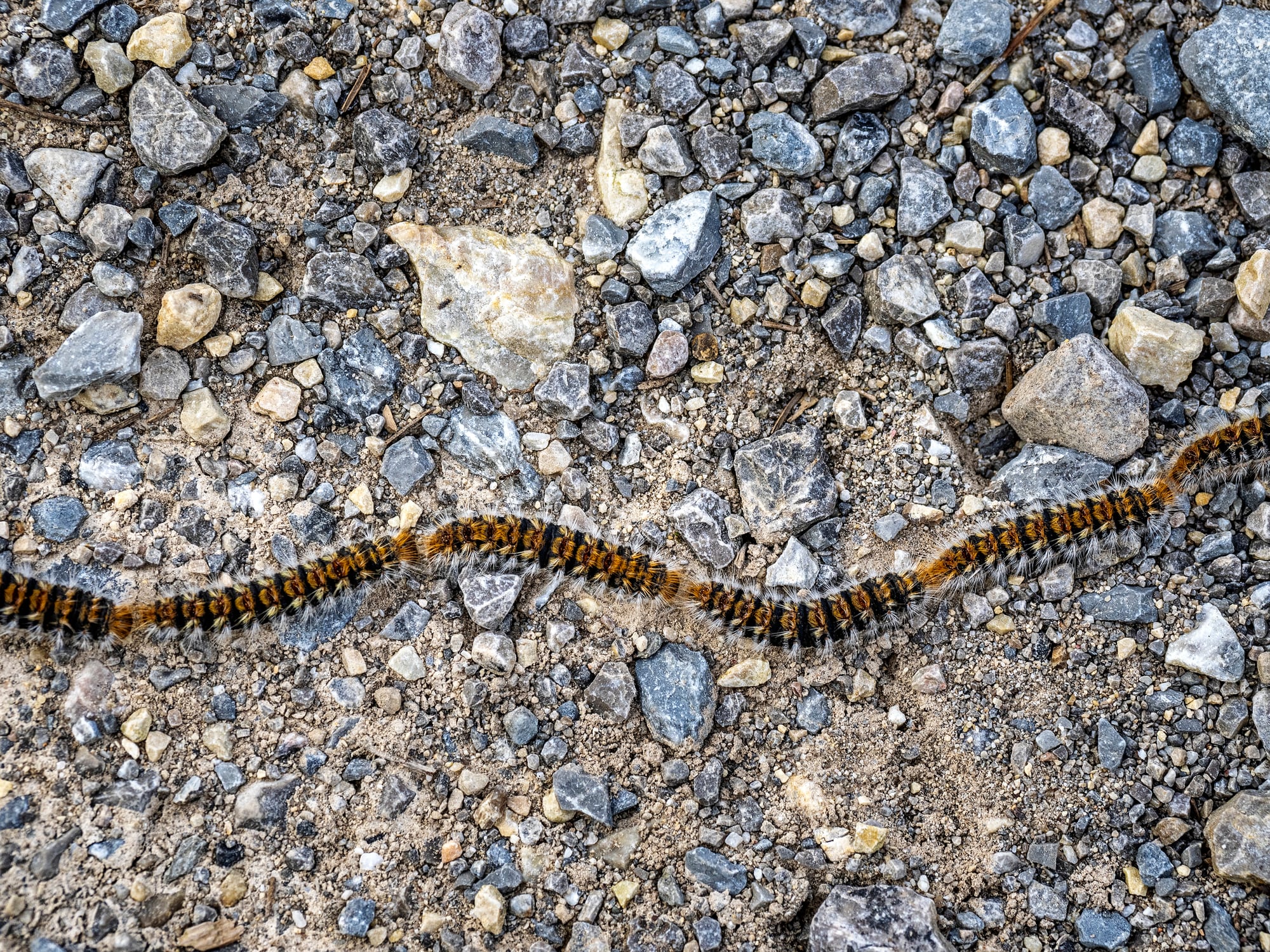 La oruga procesionaria reaparece con la llegada de la primavera