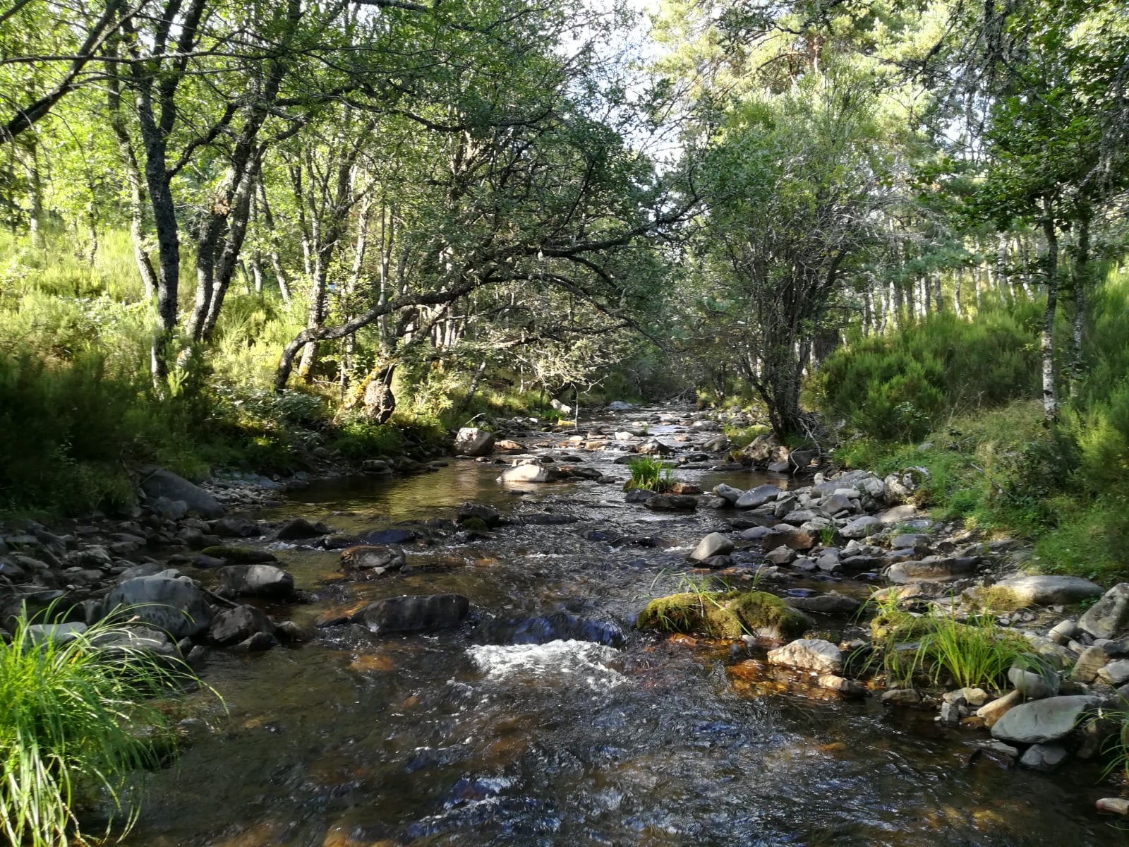 El desmán ibérico vive en algunos arroyos y ríos de la provincia de Ávila