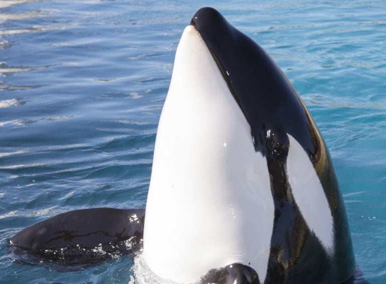 Wikie, orca hembra de 14 años de edad en el momento en que se realizó el estudio experimental en el Acuario de Marineland en Antibes, Francia. Su desempeño en el trabajo proporcionó la primera demostración experimental de la capacidad de esta especie para imitar sonidos nuevos del habla humana.