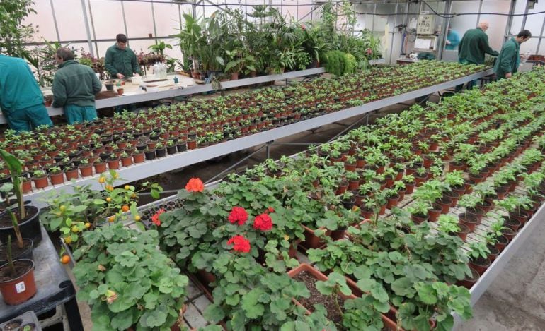 El taller de jardinería del centro Sociosanitario Hermanas Hospitalarias de Palencia es una d elas iniciativas más exitosas