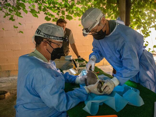 Chequeo con éxito a los tres cachorros de lince ibérico nacidos en abril en el Zoobotánico
