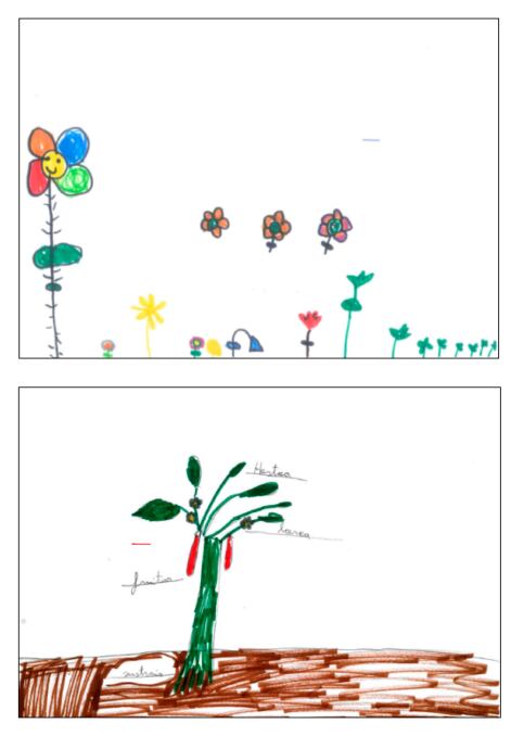 Dos imágenes realizadas por el mismo escolar, extraídas del estudio y recolocadas. Arriba la de 2019, abajo la de 2021. Fuente: Zaballa, I.; Merino, M.; Villarroel, J.D. Children’s Drawing of Plant Life in the Time of COVID-19: An Analysis of the Changes Related to Content and Colour over a Two-Year Period. Children 2022, 9, 862. Publicado bajo Licencia Creative Commons 4.0.