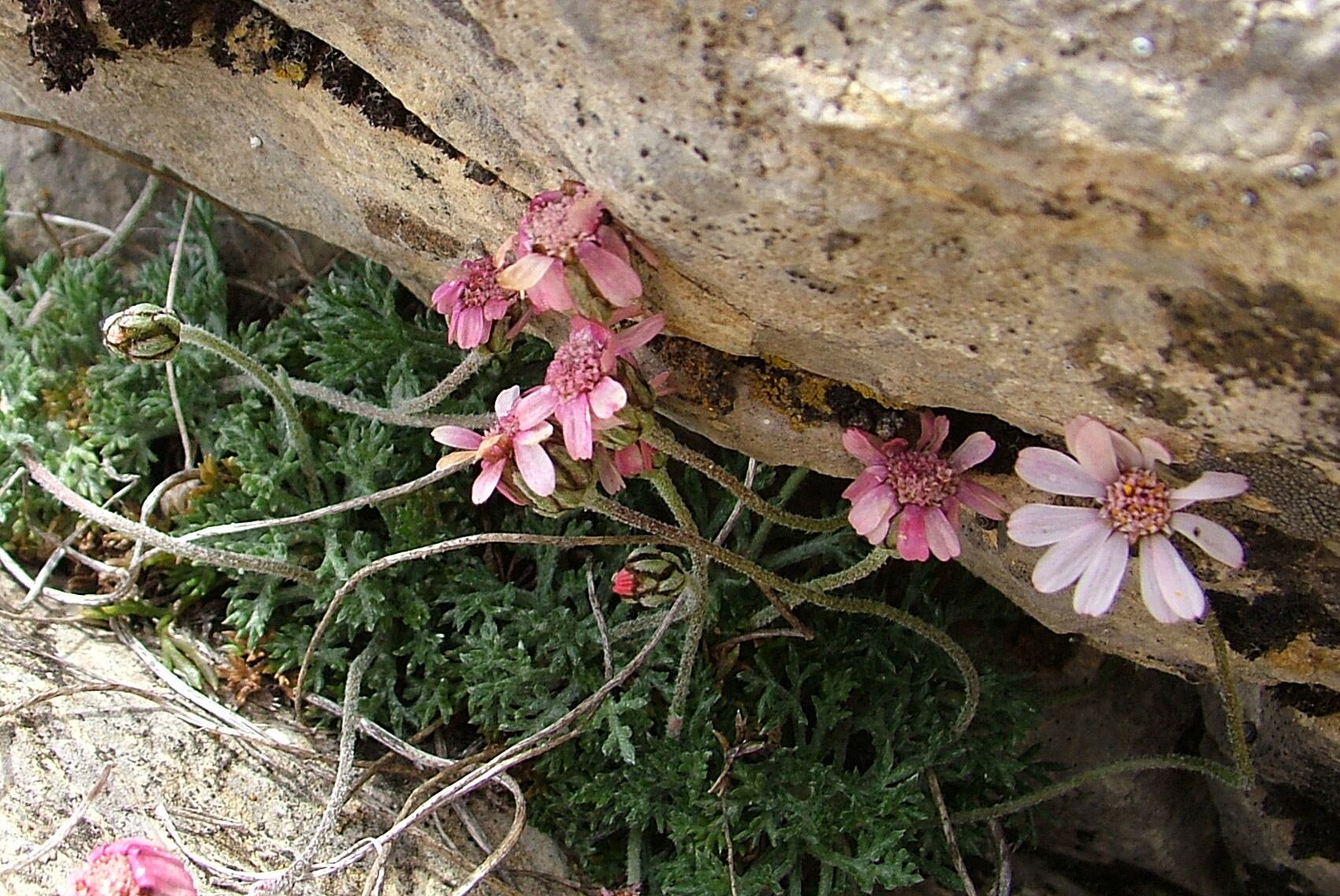 Una de las especies de las que se han tomado muestra en la Sierra de las Nieves