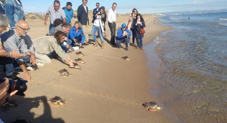 Puesta en libertad de tortugas bobas marcadas (foto de archivo)