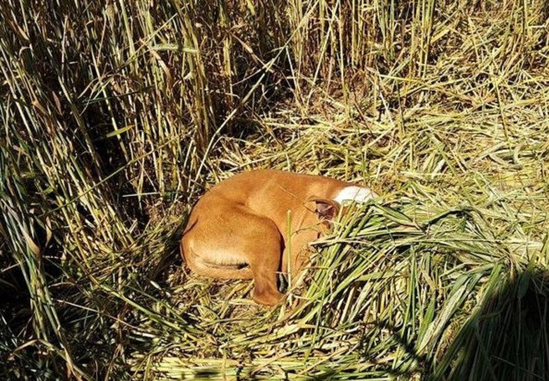 Policía Fuenlabrada localiza y rescata a un perro perdido desde hace días y atrapado en una zona rural