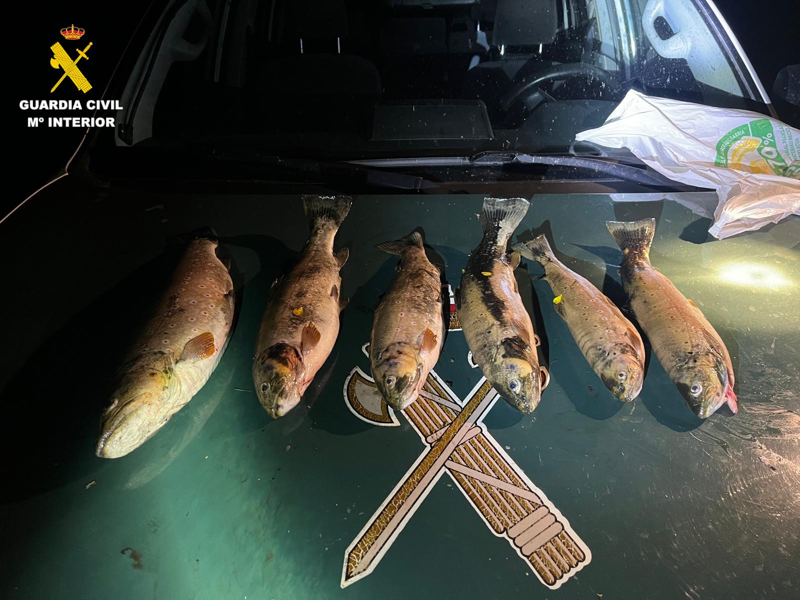 Truchas incautadas en la detención de dos pescadores furtivos - Guardia Civil
