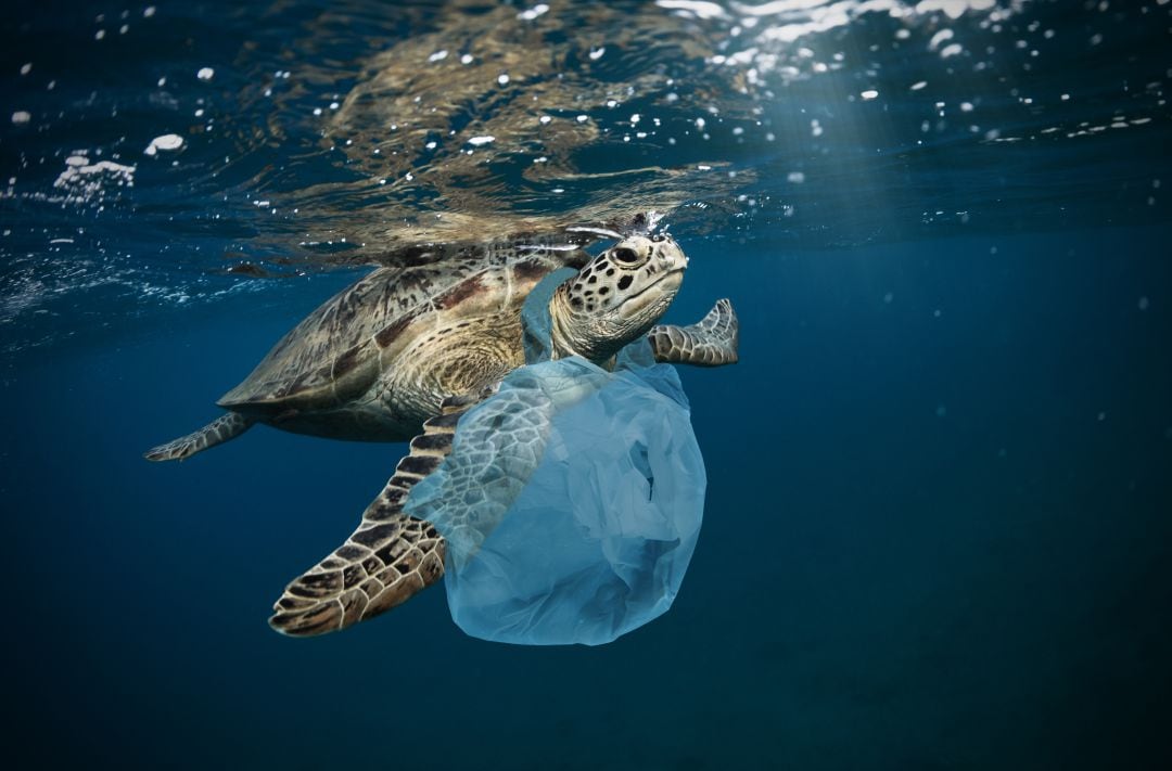 Las tortugas marinas confunden el olor del plástico con el alimento