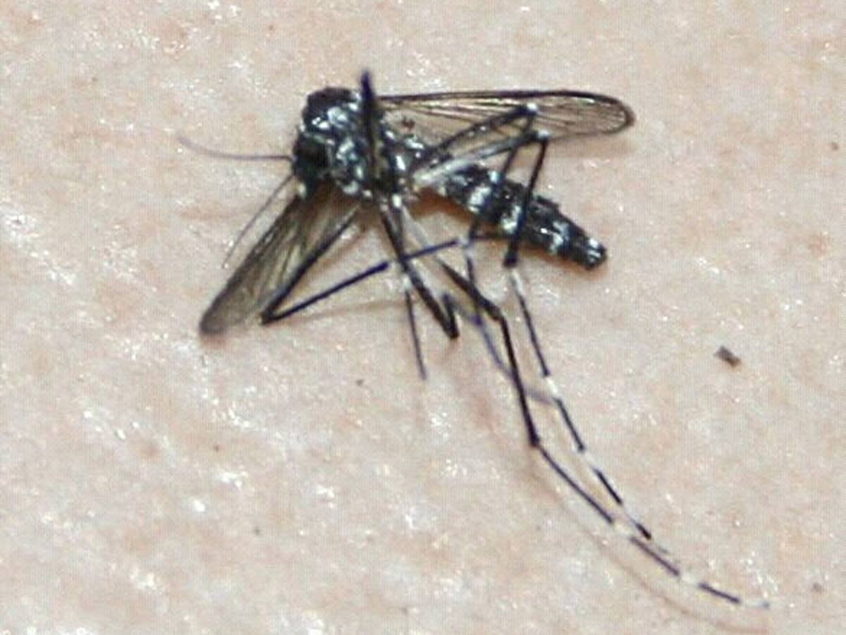 Els mosquits tigre es podran detectar amb una aplicació mòbil