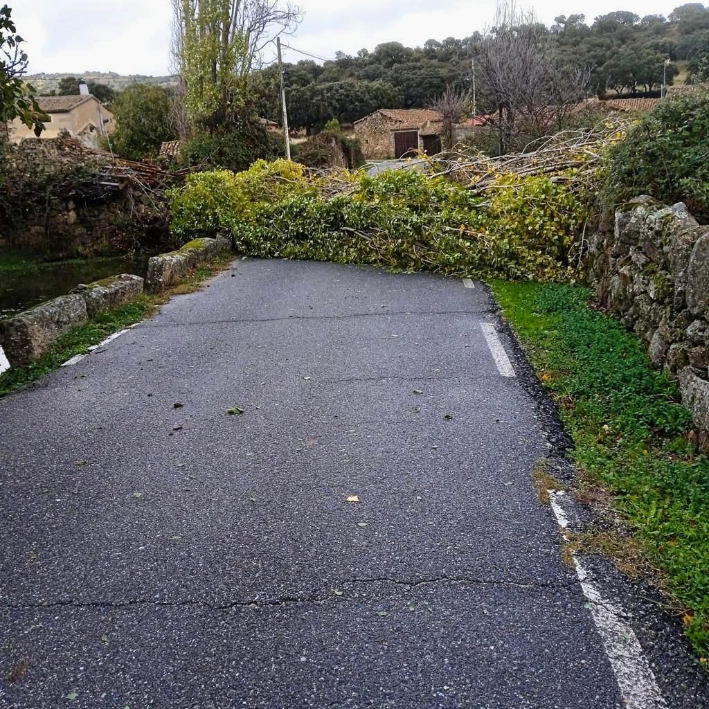 Cortada la AV-P-654 por la caída de un árbol