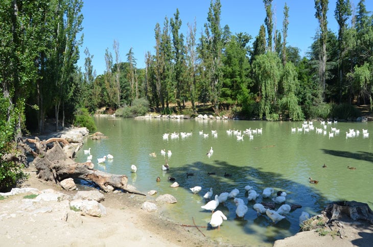 Lago del parque de El Soto de Móstoles