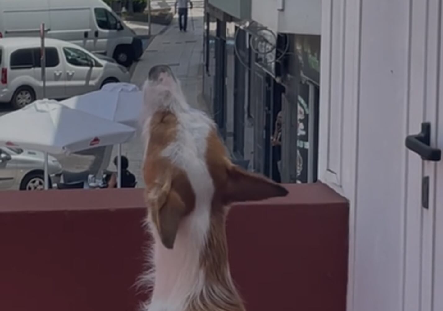 El perrito que llora al toque de difuntos en un pueblo de Canarias