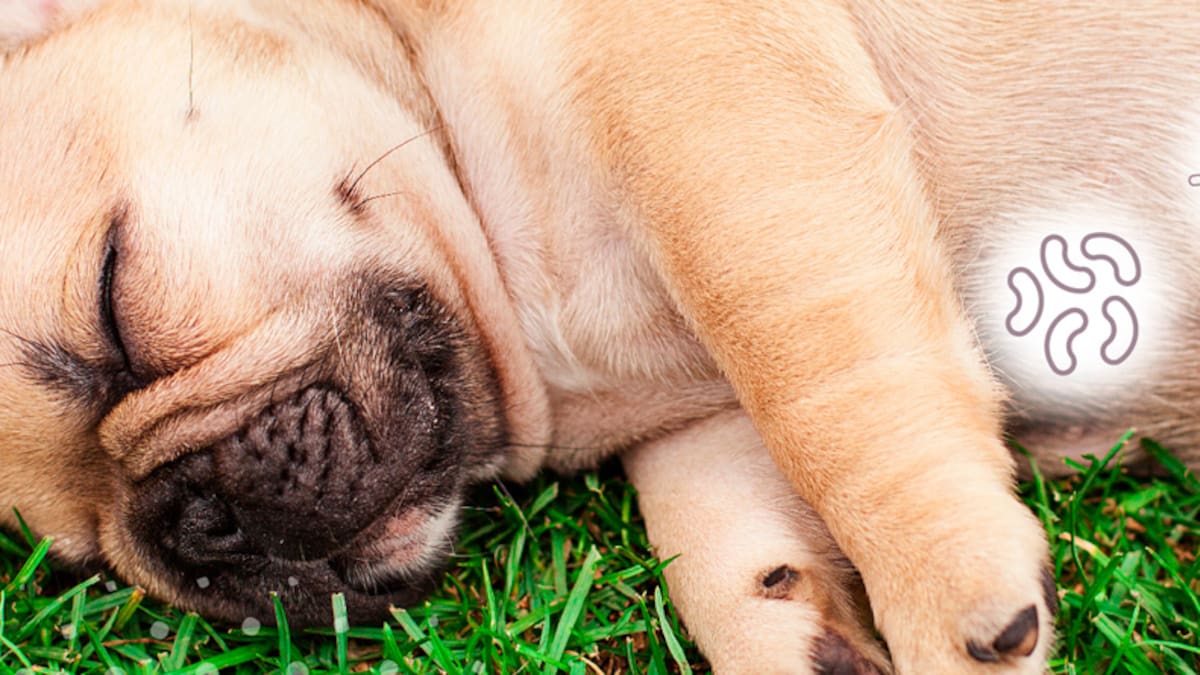 Consultorio veterinario en Hoy por Hoy Córdoba: parásitos , los enemigos invisibles