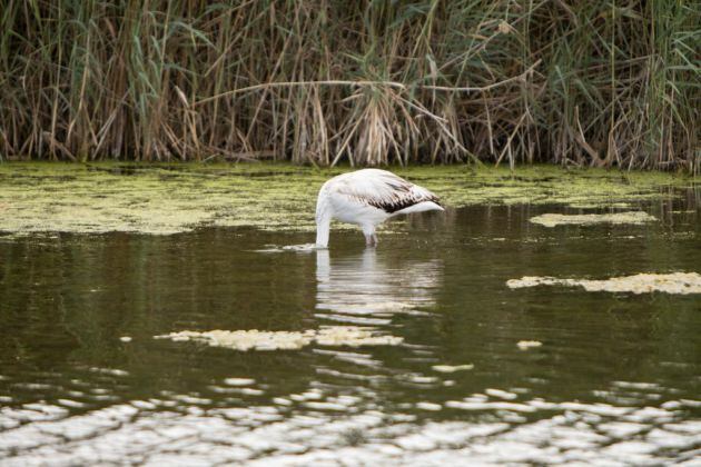 Flamenco en el río Mijares