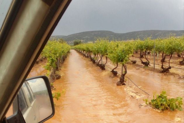 Explotación de viñedo en Moral de Calatrava, este sábado, tras las tormentas