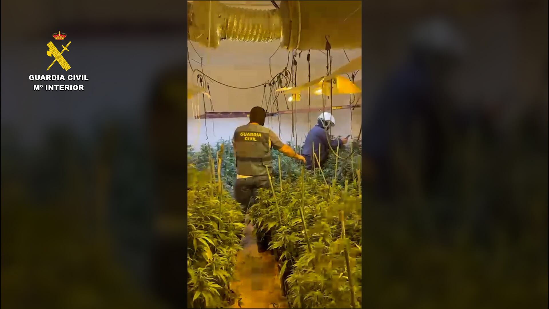 Agentes de la Guardia Civil caminan dentro de una plantación de marihuana en Porcuna (Jaén).