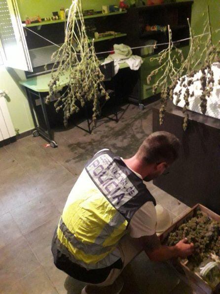 Plantación de marihuana en el interior de la vivienda