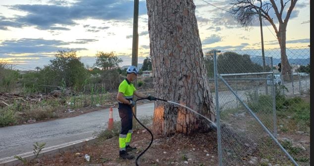 Riego de socorro en los pinos centenarios de Churra