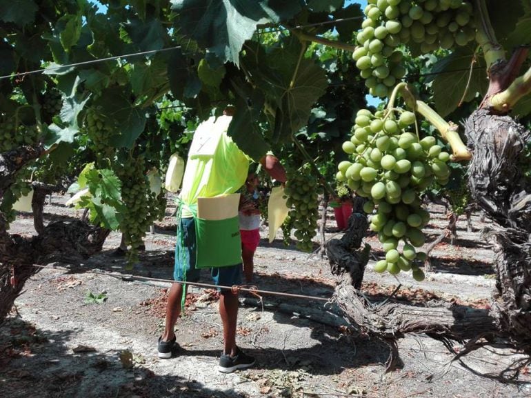 Un momento de la recogida de la uva de mesa del Vinalopó.