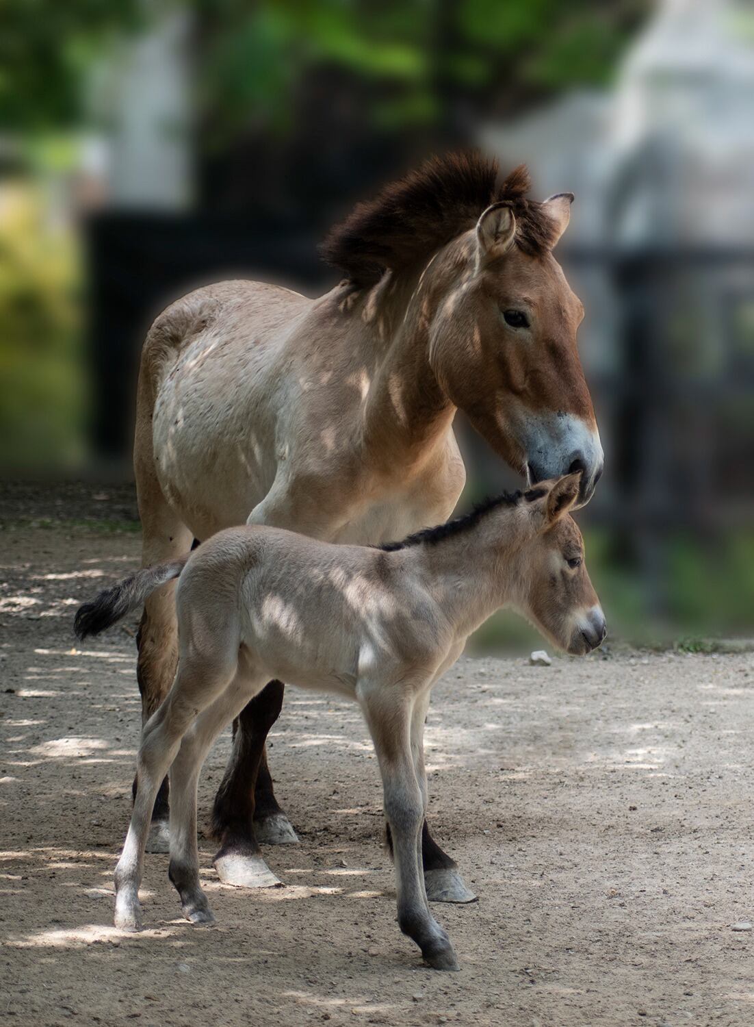 Caballo de Przewalski nacido en el Zoo de Jerez