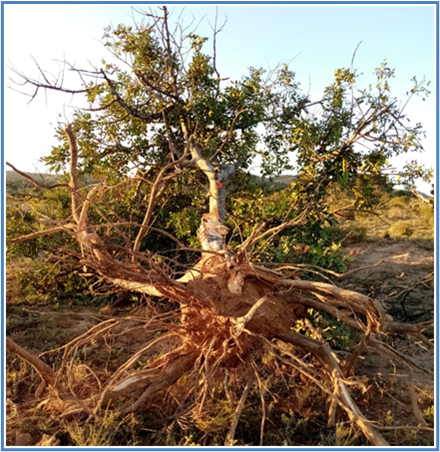 Árbol talado en la La Naveta del Puerto, junto al Parque Regional Carrascoy-El Valle