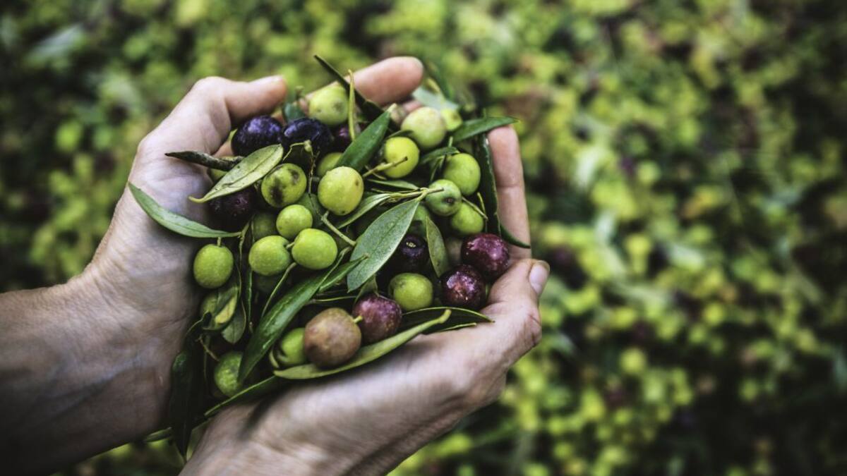 Entrevista a César Mota (Fyneco) en 'A Vivir Tierra y Mar' sobre el proyecto Life Olea Regenera