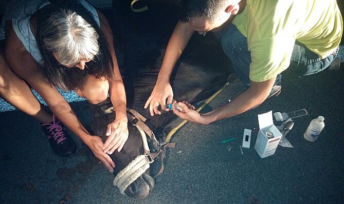 Asistencia veterinaria del equino