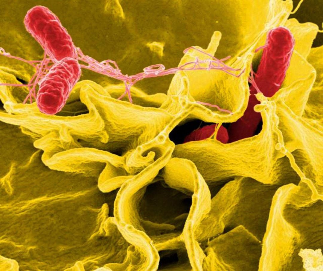 Bacteria salmonella, salmonela