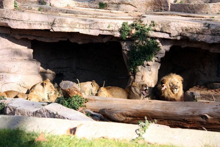 La zona de los leones en la que el hombre se ha lanzado intencionadamente.