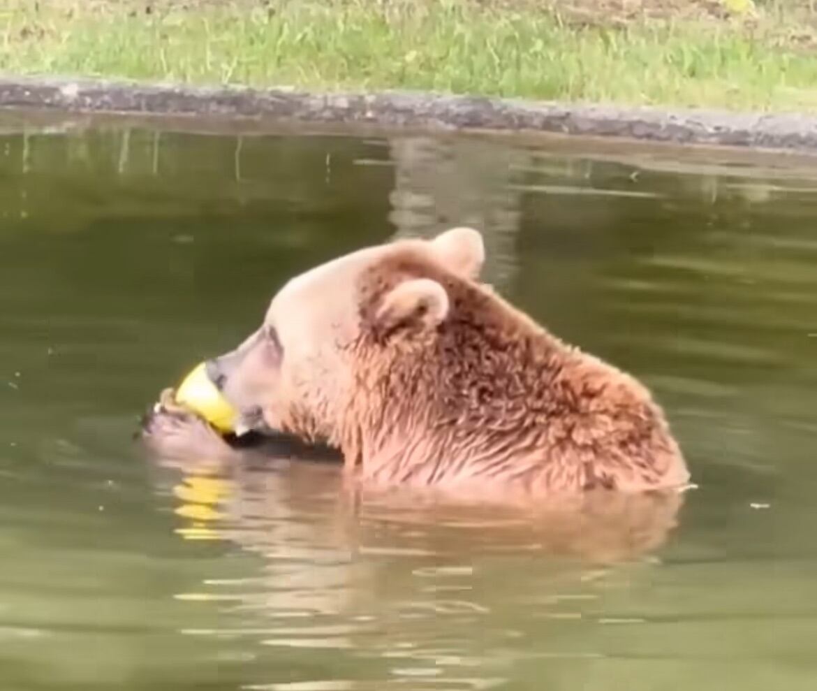 Ponderoso disfruta de una comida pasada por agua en Alemania