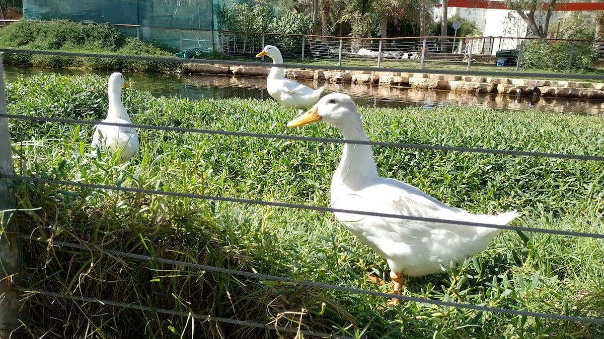Mario Arancón, concejal de Salud Pública del Ayuntamiento de Tres Cantos sobre las medidas de vigilancia y prevención frente a la gripe aviar