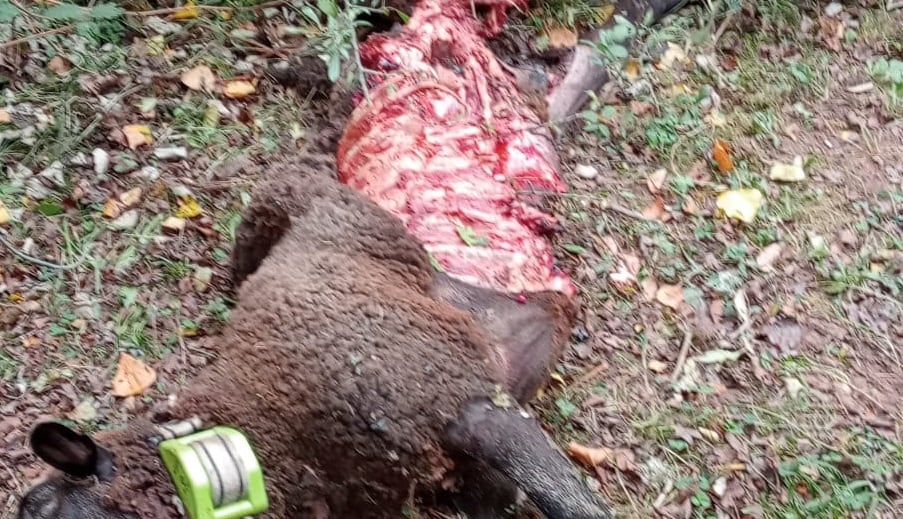 Arag-Asaja denuncia un nuevo ataque del lobo en Castroviejo