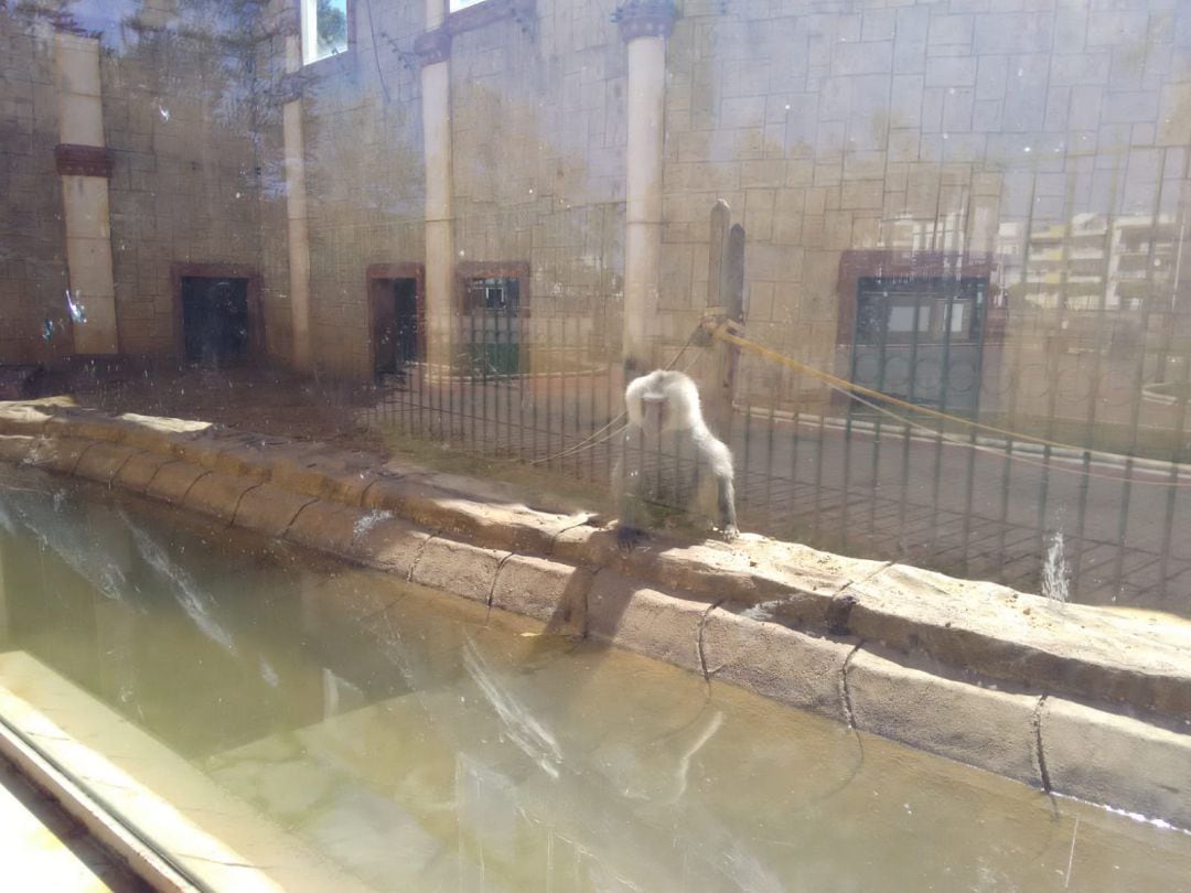 Un babuino reposa en las instalaciones del Zoo de Ayamonte