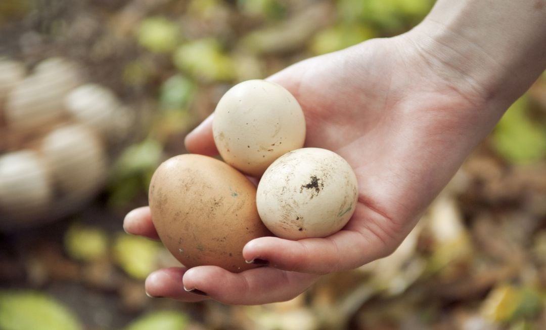 Estas son las razones por las que no debes lavar los huevos.