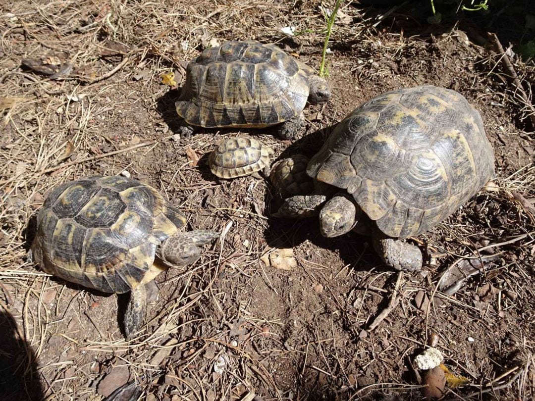 Ejemplares de tortuga mora