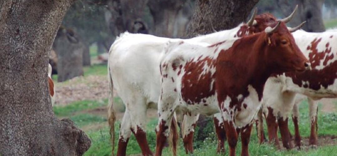 La Subasta Nacional de Ganado Selecto cumple su edición número 82