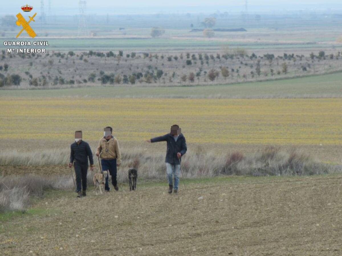 La Guardia Civil investiga a seis personas por delitos de caza furtiva con galgo en la provincia de Palencia