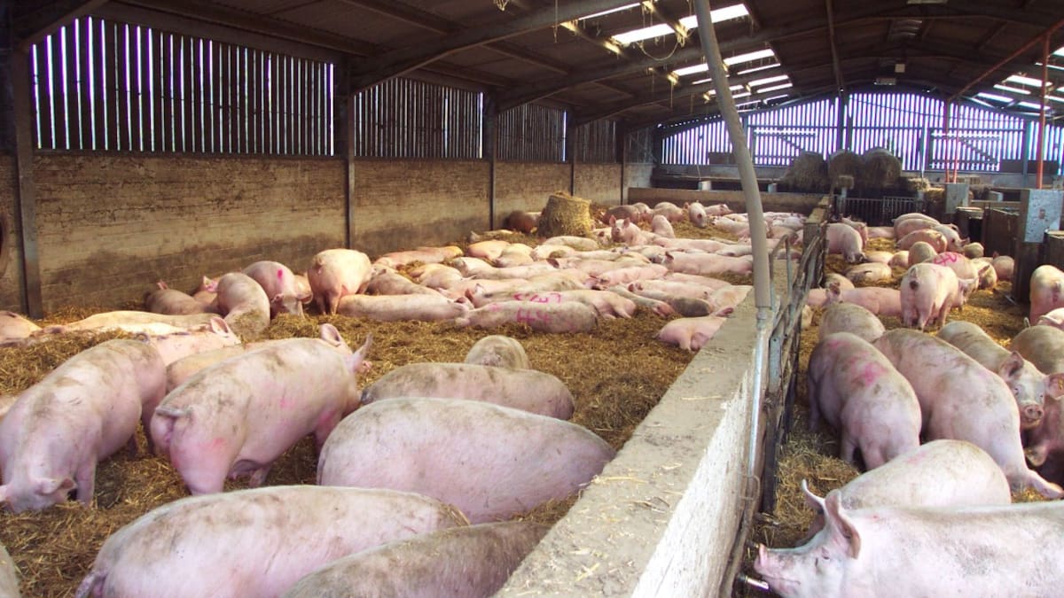 Cambiar Sabiñánigo califica un paso atrás del Ayuntamiento en la prohibición de las granjas porcinas