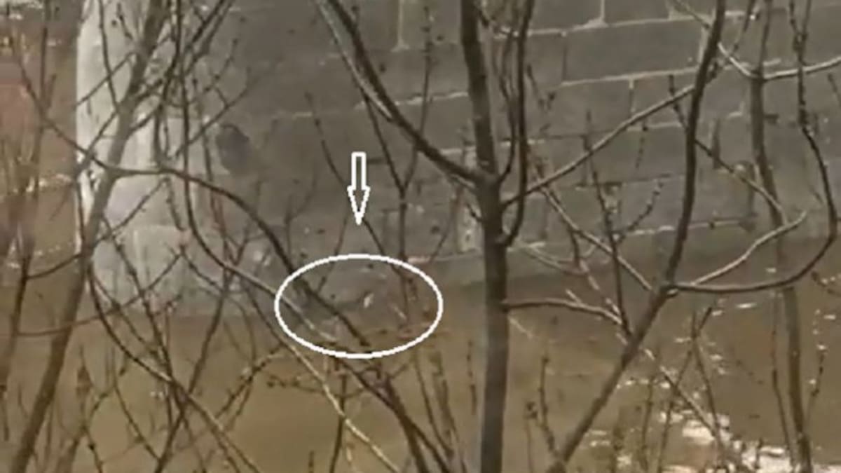 ¡Nutrias junto a la muralla!