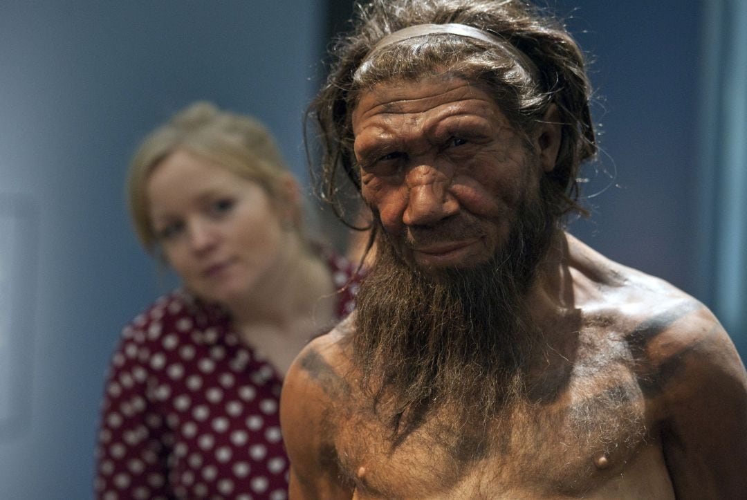 Un empleado del Museo de Historia Natural de Londres observa el modelo de un neandertal de unos veinte años