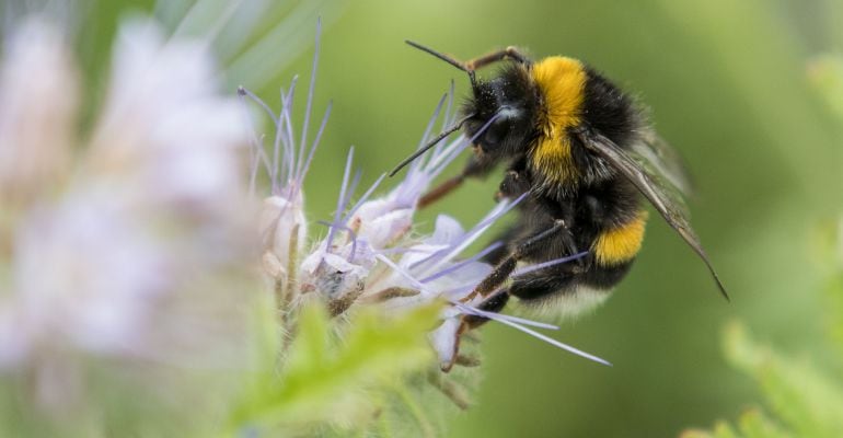 El objetivo de la campaña es concienciar a la infancia sobre la protección de las abejas