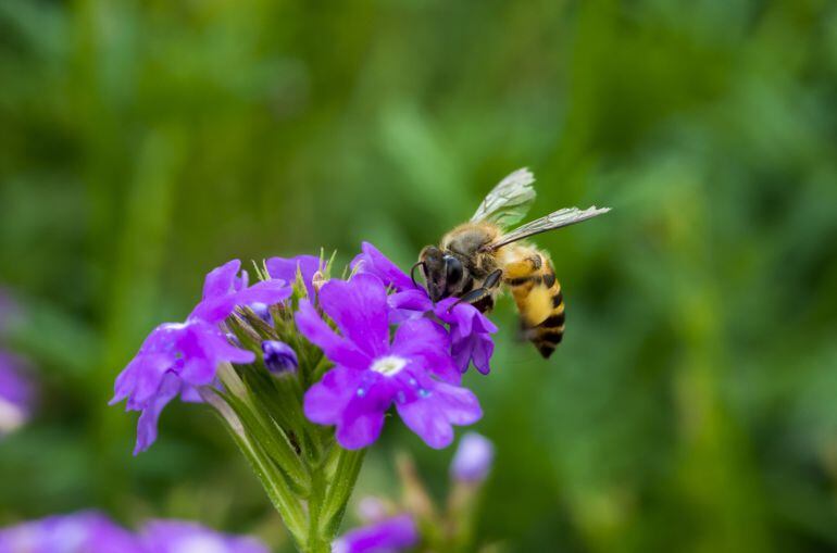 Abejas