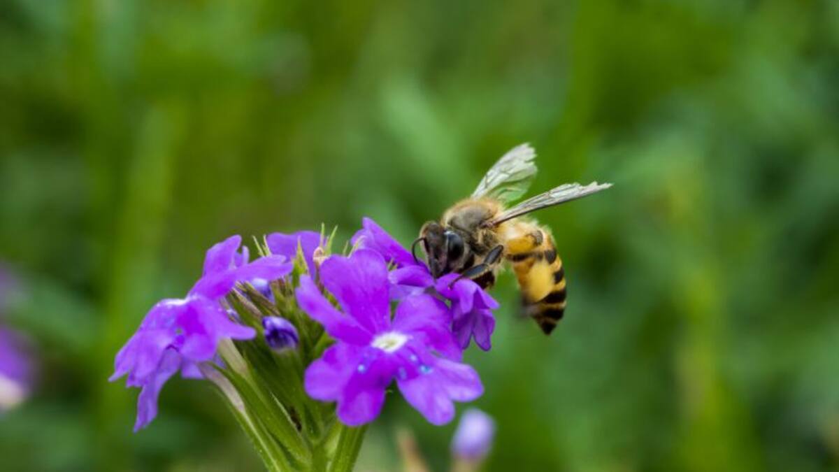 Vacas, gansos y ahora ... abejas