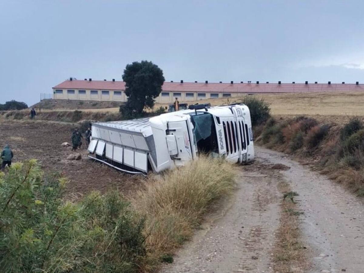 Un camión cargado con 200 cerdos vuelca cerca de Costean